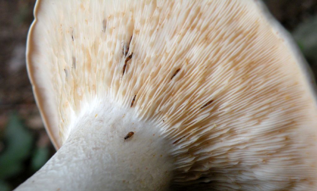 Clitocybe phyllophila? Chiss...